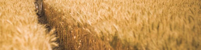 BANDO REGIONALE - Aiuto all'avviamento di imprese per giovani agricoltori