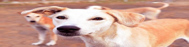 CANI VAGANTI: CAMPAGNA DI PREVENZIONE