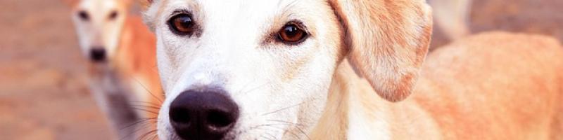 CANI VAGANTI: CAMPAGNA DI PREVENZIONE